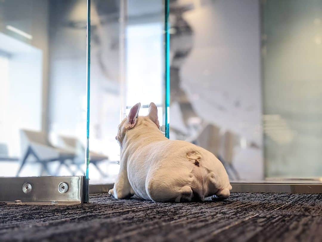 Manny The Frenchieのインスタグラム：「Rump day. 🍑 #chonky」