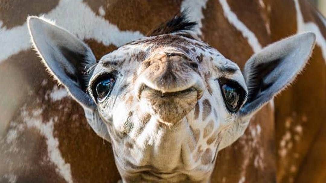 Baby Animalsさんのインスタグラム写真 - (Baby AnimalsInstagram)「Baby giraffe kisses! 💕」1月23日 11時12分 - thebabyanimals