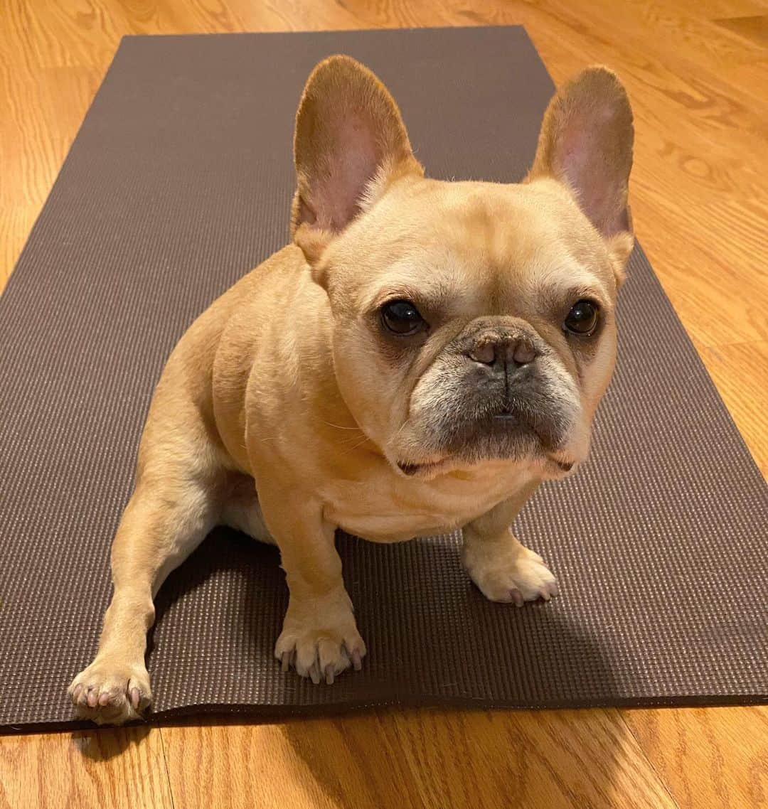 Hamlinのインスタグラム：「When your yoga routine was interrupted by a passing toddler eating an apple. 🍎  I’m back to posting after taking a break from Instagram to chill and hang out with my fam. Hope y’alls year is off to a good start and that you didn’t miss me too much. 😊 .......... #imbackbaby #yogamanuevers」