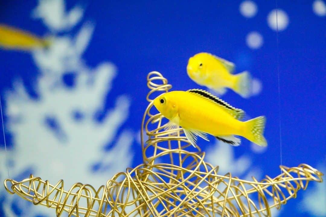 斧口智彦さんのインスタグラム写真 - (斧口智彦Instagram)「水族館のお魚。  #写真好きな人と繋がりたい  #水族館 #魚 #Aquarium」1月23日 11時43分 - axecom