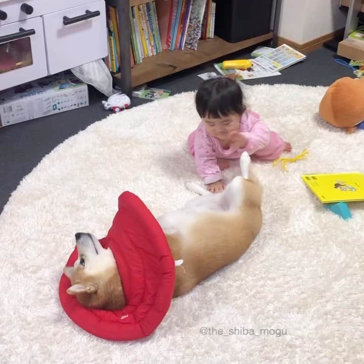 Moguのインスタグラム：「. もぐのリラックスタイムなの。 #おいしくもなければ噛み心地もよくないらしい #ベビ子分にはあまり相手にされないおてて . @the_shiba_mogu  #柴犬 #shibainu #shiba#赤柴 #redshiba#犬 #dog#しばいぬ#nannydog#犬と子供#子供と犬#柴犬と子供#柴#赤ちゃんと犬#犬と赤ちゃん#柴犬と赤ちゃん#赤ちゃんと柴犬#柴犬のいる暮らし#子守犬」
