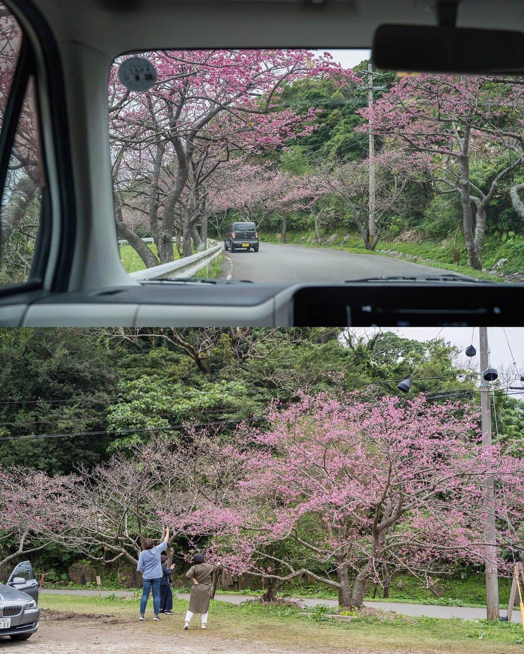 おきなわLikesさんのインスタグラム写真 - (おきなわLikesInstagram)「🌸今週、来週が見頃かも🌸 . 写真は、3日前の20日(月)に撮影した 沖縄本島北部、本部町の八重岳の桜です🌸 . 頂上付近で６分咲きだったので、 今週から来週あたりが見頃かと思います😄✨ . 1月に桜⁉️と気になった方😄‼️ そうなんです！ 沖縄の桜って、毎年1月中旬ごろから 2月末ごろにかけて咲くんですよ😄 (北から南に開花時期が移っていきます。) 寒緋桜という種類の桜です^ ^ . 主な他の特徴として ①濃いピンク色　(白じゃない。) ②花びらがボトッって落ちる。(ヒラヒラ舞わない。) などがあります^ ^ . 八重岳では桜とシダ植物がセットでみれるので The南国の桜感が楽しめますよー😌 . 2月3日(日)までは #もとぶ八重岳桜まつり が 開催されていて、さくらアイスも販売してたので 気になった方はぜひいってみてくださいねー😄✨ _______________________________________________________ #寒緋桜#緋寒桜#八重岳桜の森公園#八重岳#本部町#本島北部#おきなわLikes#japan#okinawa」1月23日 11時59分 - okinawa_likes