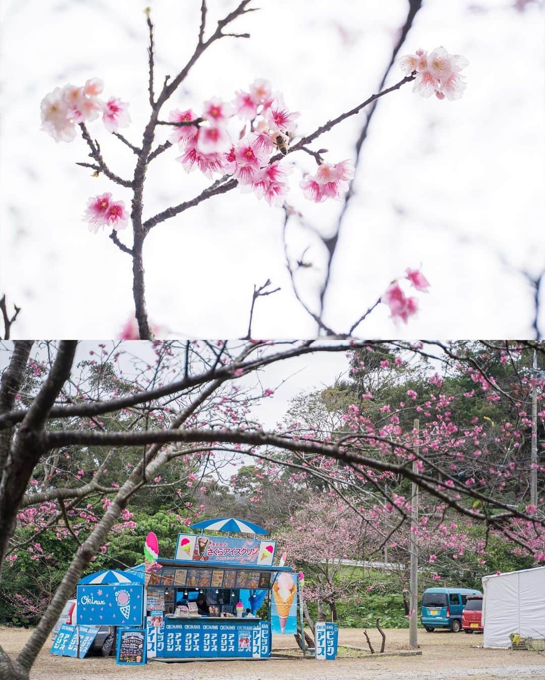 おきなわLikesさんのインスタグラム写真 - (おきなわLikesInstagram)「🌸今週、来週が見頃かも🌸 . 写真は、3日前の20日(月)に撮影した 沖縄本島北部、本部町の八重岳の桜です🌸 . 頂上付近で６分咲きだったので、 今週から来週あたりが見頃かと思います😄✨ . 1月に桜⁉️と気になった方😄‼️ そうなんです！ 沖縄の桜って、毎年1月中旬ごろから 2月末ごろにかけて咲くんですよ😄 (北から南に開花時期が移っていきます。) 寒緋桜という種類の桜です^ ^ . 主な他の特徴として ①濃いピンク色　(白じゃない。) ②花びらがボトッって落ちる。(ヒラヒラ舞わない。) などがあります^ ^ . 八重岳では桜とシダ植物がセットでみれるので The南国の桜感が楽しめますよー😌 . 2月3日(日)までは #もとぶ八重岳桜まつり が 開催されていて、さくらアイスも販売してたので 気になった方はぜひいってみてくださいねー😄✨ _______________________________________________________ #寒緋桜#緋寒桜#八重岳桜の森公園#八重岳#本部町#本島北部#おきなわLikes#japan#okinawa」1月23日 11時59分 - okinawa_likes