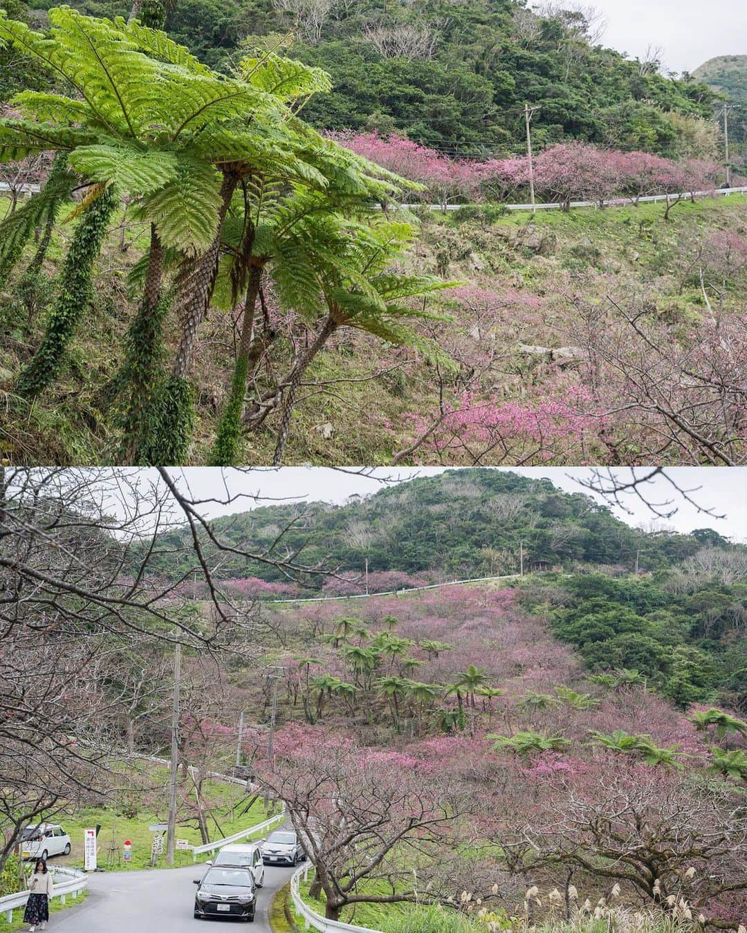 おきなわLikesさんのインスタグラム写真 - (おきなわLikesInstagram)「🌸今週、来週が見頃かも🌸 . 写真は、3日前の20日(月)に撮影した 沖縄本島北部、本部町の八重岳の桜です🌸 . 頂上付近で６分咲きだったので、 今週から来週あたりが見頃かと思います😄✨ . 1月に桜⁉️と気になった方😄‼️ そうなんです！ 沖縄の桜って、毎年1月中旬ごろから 2月末ごろにかけて咲くんですよ😄 (北から南に開花時期が移っていきます。) 寒緋桜という種類の桜です^ ^ . 主な他の特徴として ①濃いピンク色　(白じゃない。) ②花びらがボトッって落ちる。(ヒラヒラ舞わない。) などがあります^ ^ . 八重岳では桜とシダ植物がセットでみれるので The南国の桜感が楽しめますよー😌 . 2月3日(日)までは #もとぶ八重岳桜まつり が 開催されていて、さくらアイスも販売してたので 気になった方はぜひいってみてくださいねー😄✨ _______________________________________________________ #寒緋桜#緋寒桜#八重岳桜の森公園#八重岳#本部町#本島北部#おきなわLikes#japan#okinawa」1月23日 11時59分 - okinawa_likes