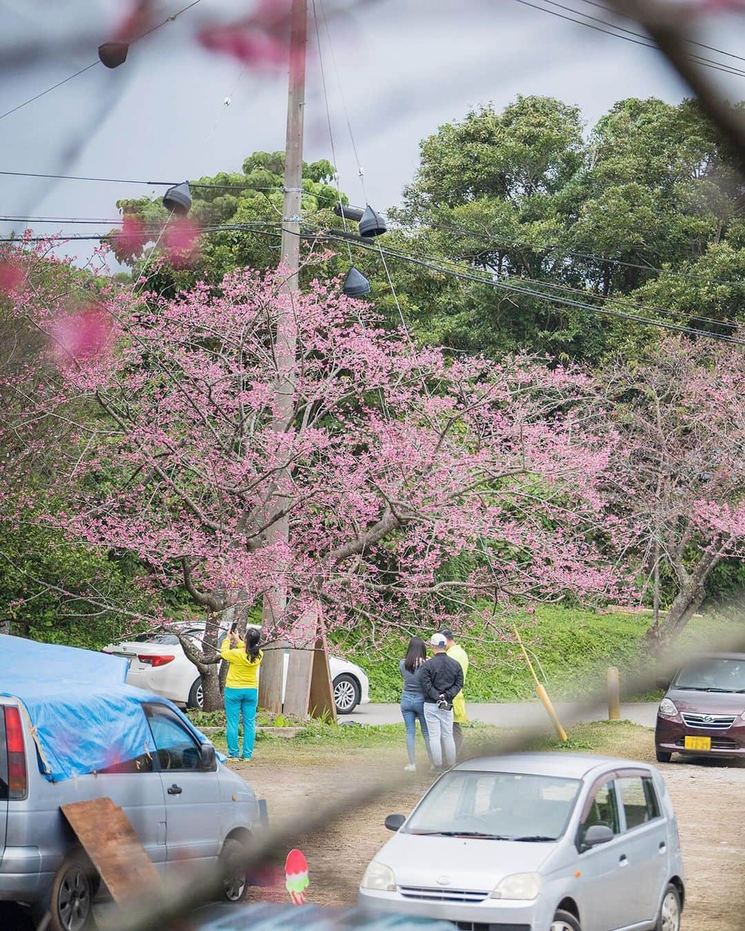 おきなわLikesさんのインスタグラム写真 - (おきなわLikesInstagram)「🌸今週、来週が見頃かも🌸 . 写真は、3日前の20日(月)に撮影した 沖縄本島北部、本部町の八重岳の桜です🌸 . 頂上付近で６分咲きだったので、 今週から来週あたりが見頃かと思います😄✨ . 1月に桜⁉️と気になった方😄‼️ そうなんです！ 沖縄の桜って、毎年1月中旬ごろから 2月末ごろにかけて咲くんですよ😄 (北から南に開花時期が移っていきます。) 寒緋桜という種類の桜です^ ^ . 主な他の特徴として ①濃いピンク色　(白じゃない。) ②花びらがボトッって落ちる。(ヒラヒラ舞わない。) などがあります^ ^ . 八重岳では桜とシダ植物がセットでみれるので The南国の桜感が楽しめますよー😌 . 2月3日(日)までは #もとぶ八重岳桜まつり が 開催されていて、さくらアイスも販売してたので 気になった方はぜひいってみてくださいねー😄✨ _______________________________________________________ #寒緋桜#緋寒桜#八重岳桜の森公園#八重岳#本部町#本島北部#おきなわLikes#japan#okinawa」1月23日 11時59分 - okinawa_likes