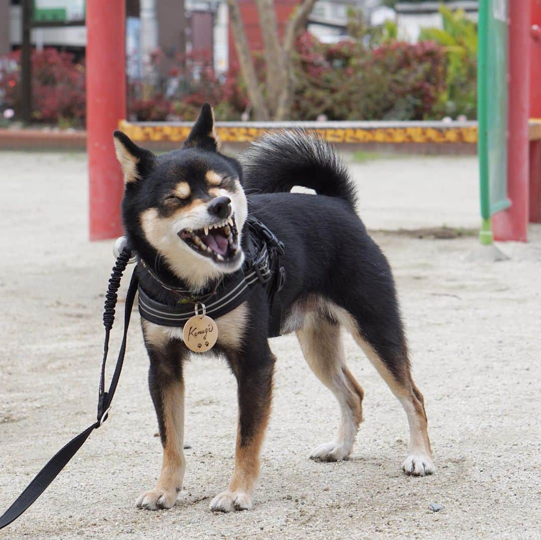 黒豆柴こむぎのインスタグラム