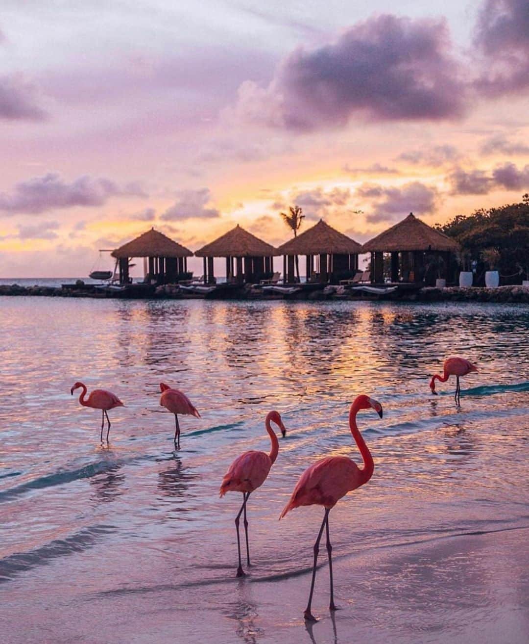 Earth Picsさんのインスタグラム写真 - (Earth PicsInstagram)「Flamingo Beach in Aruba. 🦩 Tag someone you want to be here with! 💓 (📸: @thetravelpro ) . . . . . . . . . . . . . #adventure #nice #nofilter #remember #instatravel #travels #days #good #wanderlust #wonderful_places #travelnoire #incredible #travelaroundtheworld #travelandlife #earth_shotz #tasteintravel #adventureseeker #lovetravel #globelletravels #travelnow #getlostnow #meettheworld #roadto100countries #travelinsider #tripgram #globaltravel #travelplaces」1月23日 12時33分 - earthpix