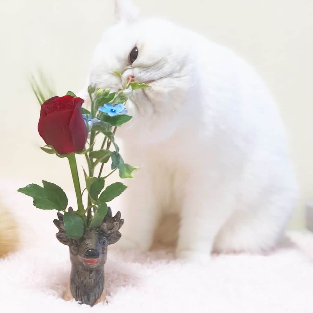 女将さんのインスタグラム写真 - (女将Instagram)「Bun﻿ ﻿ すんすん♡﻿ ﻿ ﻿ ▼▽▼▽▼▽▼▽▼▽▼▽▼▽▼▽▼▽﻿ ﻿ お花が届きました！﻿ ﻿ @bloomeelife  お花の定期便﻿ ﻿ 初回無料クーポン『kinako』﻿ 有効期限2020年2月29日﻿ ﻿ ワンコインからはじめられるので是非♡ ﻿ ﻿ ✔️赤薔薇(タージマハール)﻿ ✔️ブルースター(ピュアブルー)﻿ ✔️麦﻿ ✔️アイビー﻿ ﻿ #ブルーミーライフ#お花のある生活#花#猫#お花の定期便#bloomeelife#cat#ilovecats#きな粉餅部屋#シロネコブンゾウ一歩前へ#ねこ#エキゾチックショートヘア#ねこのいる生活#みんねこ#ペコねこ部 #フェリシモ猫部##cat#catsofinstagram#ilovecats#instagood#instacat」1月23日 13時05分 - kinako_mochicat