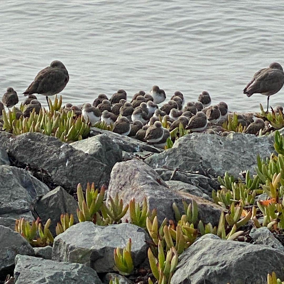 トレ・クールのインスタグラム：「Little birdies! Anyone know what these birds are called?」