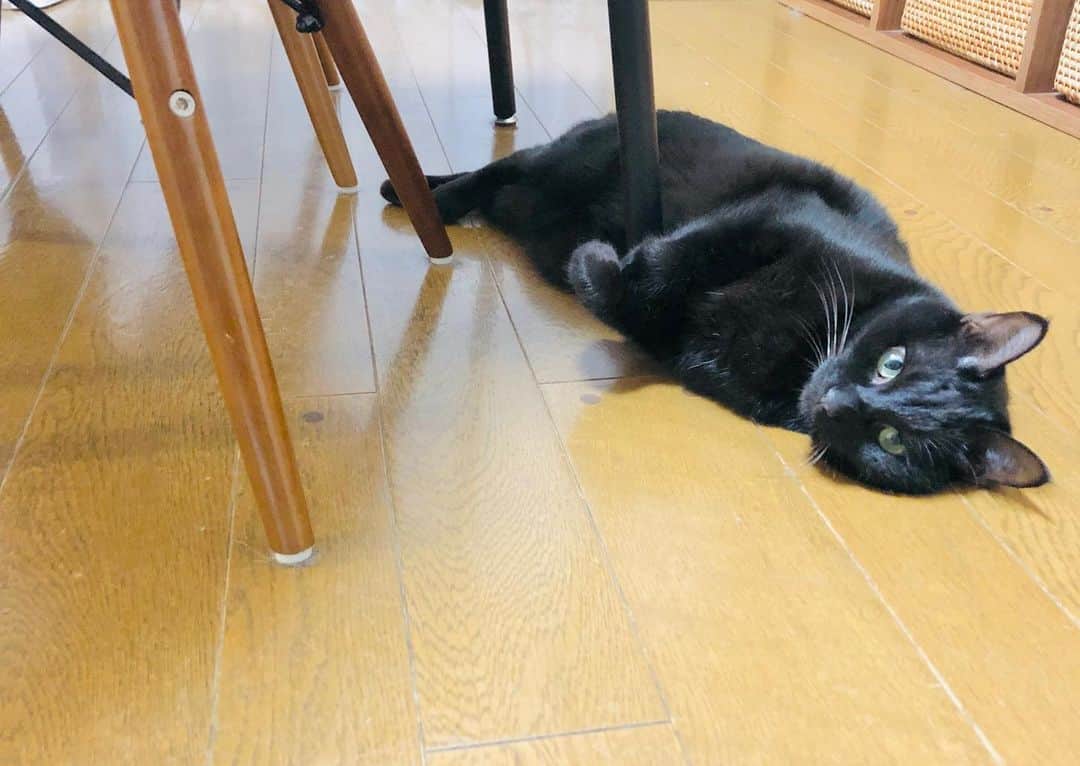 辻本耕志さんのインスタグラム写真 - (辻本耕志Instagram)「エアコンの下でずっとゴロゴロ。あったかいのね。 #猫　#ねこ　#ネコ　#cat #ごま　#むぎ」1月23日 15時56分 - tsujimotokouji