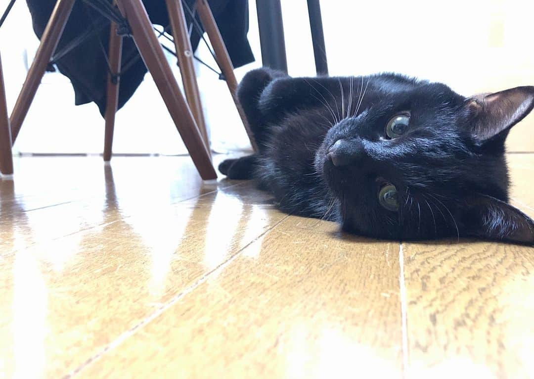 辻本耕志さんのインスタグラム写真 - (辻本耕志Instagram)「エアコンの下でずっとゴロゴロ。あったかいのね。 #猫　#ねこ　#ネコ　#cat #ごま　#むぎ」1月23日 15時56分 - tsujimotokouji