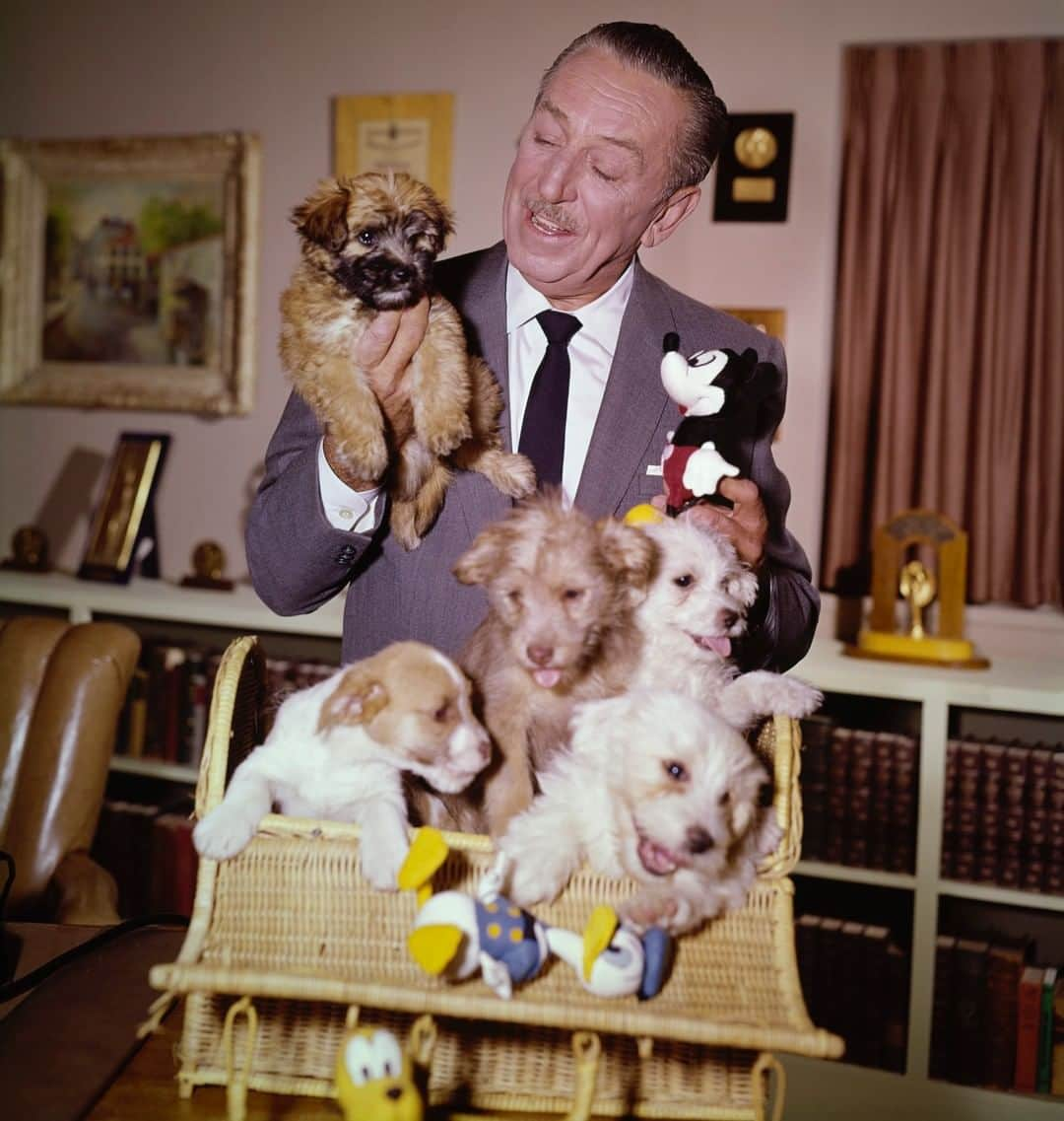 Disneyさんのインスタグラム写真 - (DisneyInstagram)「It was always a howling good time with Walt Disney and canine pals!」1月24日 3時00分 - disney