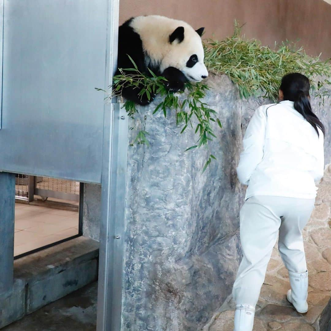 パンダ（白浜）さんのインスタグラム写真 - (パンダ（白浜）Instagram)「🐼😊🐼 #彩浜 & STAFF  #ADVENTUREWORLDPANDAS #baby #HELLOLITTLE #pandamental #hellopanda #ハローリトル #ハローパンダ #パンダグラビア and #panda #pandababy 🐼🐼🐼」1月24日 1時42分 - hellopanda_book