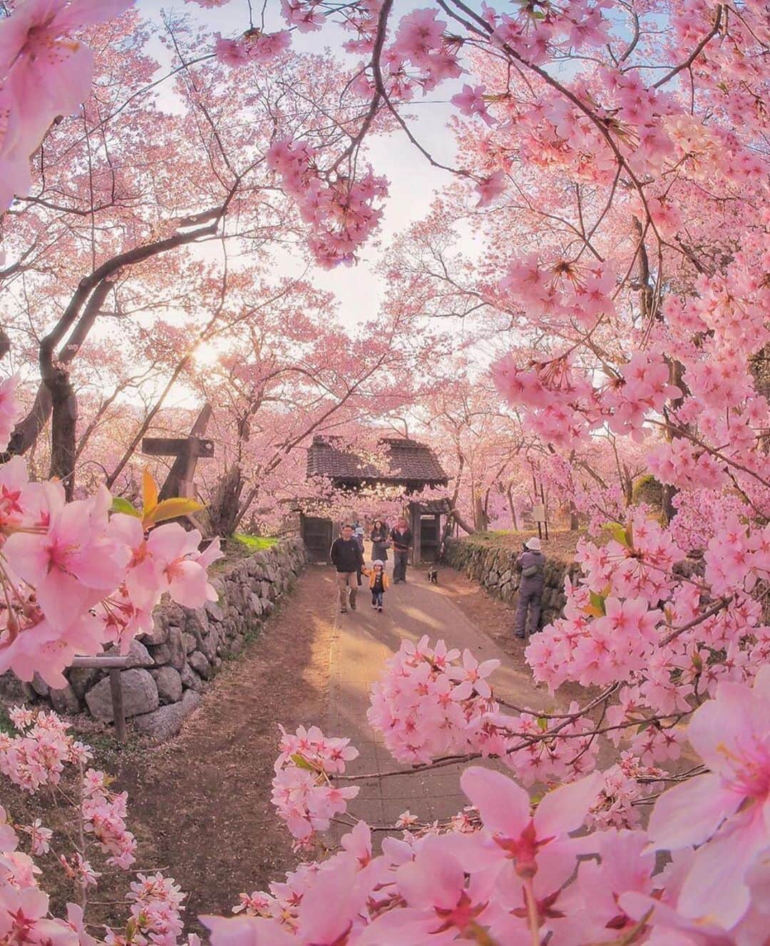 Earth Picsさんのインスタグラム写真 - (Earth PicsInstagram)「Spring in Japan 🌸🌸🌸 by @criss1016」1月24日 2時28分 - earthpix