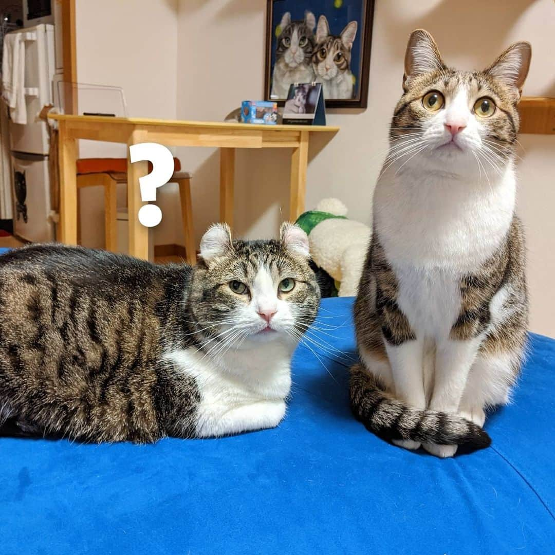 スノーのインスタグラム：「Snow's face: why did my little brother grow up so fast?🤔 • #tbt  #catsofinstagram #cats_of_instagram #catstagram #meowed #cat #cats #kucing #gato #chat #catloversclub #catlover #9gag #weeklyfluff #pleasantcats #kedi #katze #kawaii #neko #instagramjapan #고양이 #кот #แมว #猫 #ふわもこ部」