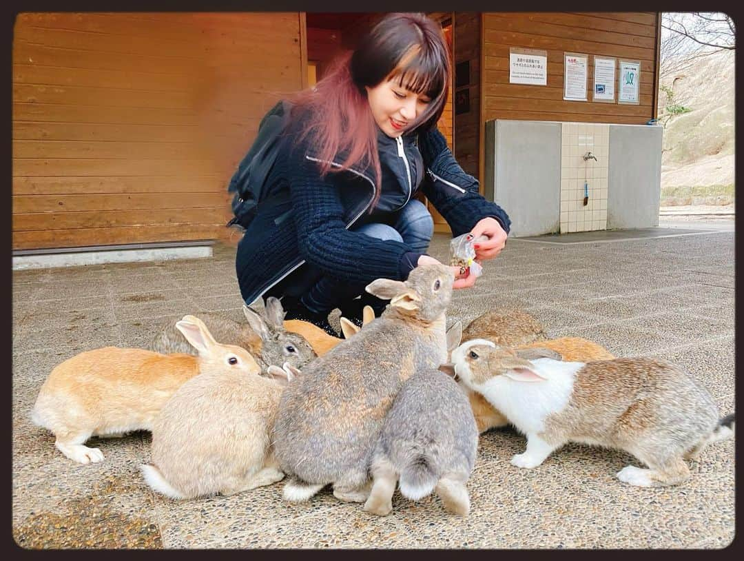 知華さんのインスタグラム写真 - (知華Instagram)「2020.01.23 親族へ会いに広島県へ。 そして大久野島へ。 ウサギ島、毒ガス島と呼ばれている孤島です。 フェリーから降りてウサギ達のお出迎え（本当に！！） 何処へ行ってもウサギ🐰兔🐇うさぎ🐰🐇🐰🐇🐰etc. （と、同時に糞だらけでもある が、全く気にならない） とにかく可愛いもふもふの天国。  ウサギたちは皆、 丸々と肥っていて 沢山の人に愛され可愛いがられてることも伝わり 口角が上がりっぱなしでした🤗 （ウサギと接するにあたり、いくつか注意はあります）  仕事帰りに向かって 帰りもそのまま仕事と、 弾丸でしたが 癒されて元気になりました。  #ウサギ #rabbit  #rabbitisland  #ウサギ島 #🐰 #🐇 #広島 #hiroshima  #japan  #animal #animalmovie  #もふもふ #もふもふ天国  #大久野島  #大久野島のうさぎさん  #ウサギ🐰 #うさぎ動画 #毒ガス島 #竹原市  ただ、毒ガス島と呼ばれてるだけあって 防空壕や毒ガスの資料館等もあり この世の惨さも痛感します。」1月23日 18時32分 - tomoca1204