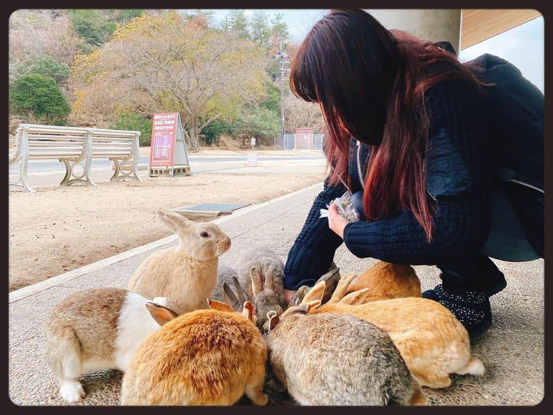 知華さんのインスタグラム写真 - (知華Instagram)「2020.01.23 親族へ会いに広島県へ。 そして大久野島へ。 ウサギ島、毒ガス島と呼ばれている孤島です。 フェリーから降りてウサギ達のお出迎え（本当に！！） 何処へ行ってもウサギ🐰兔🐇うさぎ🐰🐇🐰🐇🐰etc. （と、同時に糞だらけでもある が、全く気にならない） とにかく可愛いもふもふの天国。  ウサギたちは皆、 丸々と肥っていて 沢山の人に愛され可愛いがられてることも伝わり 口角が上がりっぱなしでした🤗 （ウサギと接するにあたり、いくつか注意はあります）  仕事帰りに向かって 帰りもそのまま仕事と、 弾丸でしたが 癒されて元気になりました。  #ウサギ #rabbit  #rabbitisland  #ウサギ島 #🐰 #🐇 #広島 #hiroshima  #japan  #animal #animalmovie  #もふもふ #もふもふ天国  #大久野島  #大久野島のうさぎさん  #ウサギ🐰 #うさぎ動画 #毒ガス島 #竹原市  ただ、毒ガス島と呼ばれてるだけあって 防空壕や毒ガスの資料館等もあり この世の惨さも痛感します。」1月23日 18時32分 - tomoca1204