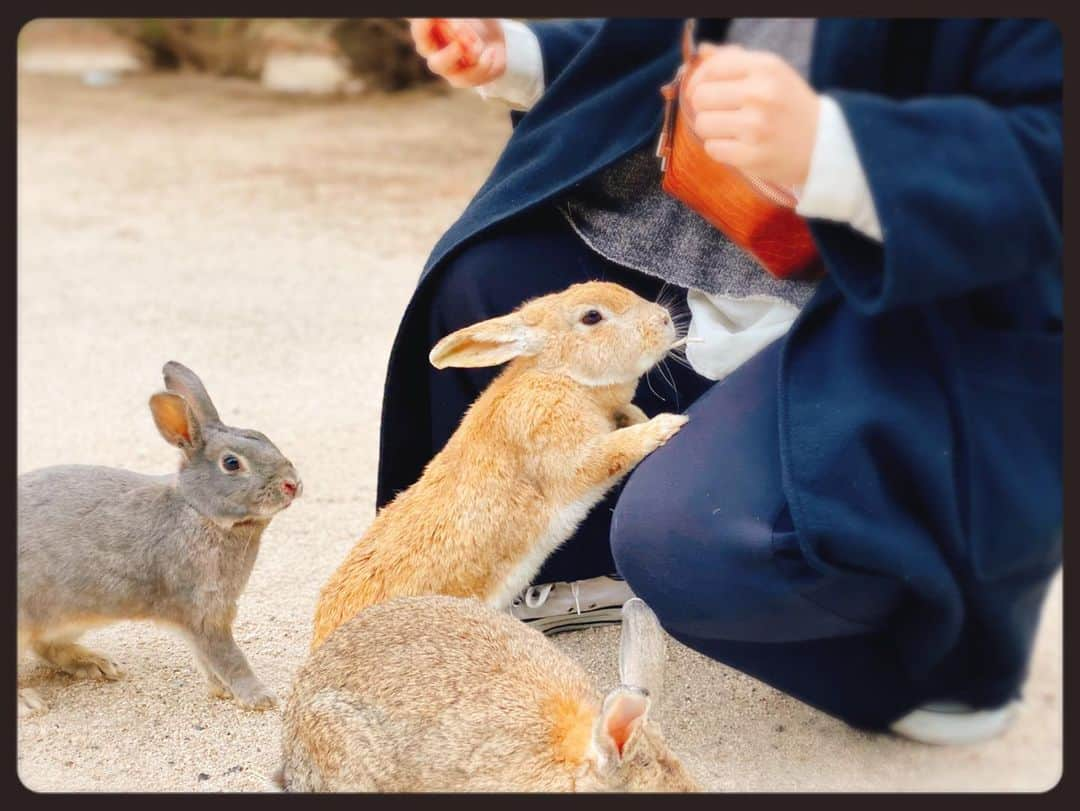 知華さんのインスタグラム写真 - (知華Instagram)「2020.01.23 親族へ会いに広島県へ。 そして大久野島へ。 ウサギ島、毒ガス島と呼ばれている孤島です。 フェリーから降りてウサギ達のお出迎え（本当に！！） 何処へ行ってもウサギ🐰兔🐇うさぎ🐰🐇🐰🐇🐰etc. （と、同時に糞だらけでもある が、全く気にならない） とにかく可愛いもふもふの天国。  ウサギたちは皆、 丸々と肥っていて 沢山の人に愛され可愛いがられてることも伝わり 口角が上がりっぱなしでした🤗 （ウサギと接するにあたり、いくつか注意はあります）  仕事帰りに向かって 帰りもそのまま仕事と、 弾丸でしたが 癒されて元気になりました。  #ウサギ #rabbit  #rabbitisland  #ウサギ島 #🐰 #🐇 #広島 #hiroshima  #japan  #animal #animalmovie  #もふもふ #もふもふ天国  #大久野島  #大久野島のうさぎさん  #ウサギ🐰 #うさぎ動画 #毒ガス島 #竹原市  ただ、毒ガス島と呼ばれてるだけあって 防空壕や毒ガスの資料館等もあり この世の惨さも痛感します。」1月23日 18時32分 - tomoca1204