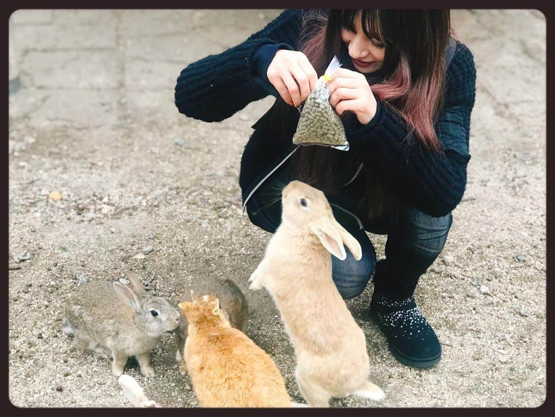 知華さんのインスタグラム写真 - (知華Instagram)「2020.01.23 親族へ会いに広島県へ。 そして大久野島へ。 ウサギ島、毒ガス島と呼ばれている孤島です。 フェリーから降りてウサギ達のお出迎え（本当に！！） 何処へ行ってもウサギ🐰兔🐇うさぎ🐰🐇🐰🐇🐰etc. （と、同時に糞だらけでもある が、全く気にならない） とにかく可愛いもふもふの天国。  ウサギたちは皆、 丸々と肥っていて 沢山の人に愛され可愛いがられてることも伝わり 口角が上がりっぱなしでした🤗 （ウサギと接するにあたり、いくつか注意はあります）  仕事帰りに向かって 帰りもそのまま仕事と、 弾丸でしたが 癒されて元気になりました。  #ウサギ #rabbit  #rabbitisland  #ウサギ島 #🐰 #🐇 #広島 #hiroshima  #japan  #animal #animalmovie  #もふもふ #もふもふ天国  #大久野島  #大久野島のうさぎさん  #ウサギ🐰 #うさぎ動画 #毒ガス島 #竹原市  ただ、毒ガス島と呼ばれてるだけあって 防空壕や毒ガスの資料館等もあり この世の惨さも痛感します。」1月23日 18時32分 - tomoca1204