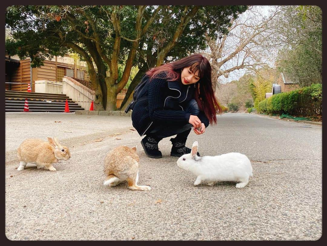 知華さんのインスタグラム写真 - (知華Instagram)「2020.01.23 親族へ会いに広島県へ。 そして大久野島へ。 ウサギ島、毒ガス島と呼ばれている孤島です。 フェリーから降りてウサギ達のお出迎え（本当に！！） 何処へ行ってもウサギ🐰兔🐇うさぎ🐰🐇🐰🐇🐰etc. （と、同時に糞だらけでもある が、全く気にならない） とにかく可愛いもふもふの天国。  ウサギたちは皆、 丸々と肥っていて 沢山の人に愛され可愛いがられてることも伝わり 口角が上がりっぱなしでした🤗 （ウサギと接するにあたり、いくつか注意はあります）  仕事帰りに向かって 帰りもそのまま仕事と、 弾丸でしたが 癒されて元気になりました。  #ウサギ #rabbit  #rabbitisland  #ウサギ島 #🐰 #🐇 #広島 #hiroshima  #japan  #animal #animalmovie  #もふもふ #もふもふ天国  #大久野島  #大久野島のうさぎさん  #ウサギ🐰 #うさぎ動画 #毒ガス島 #竹原市  ただ、毒ガス島と呼ばれてるだけあって 防空壕や毒ガスの資料館等もあり この世の惨さも痛感します。」1月23日 18時32分 - tomoca1204