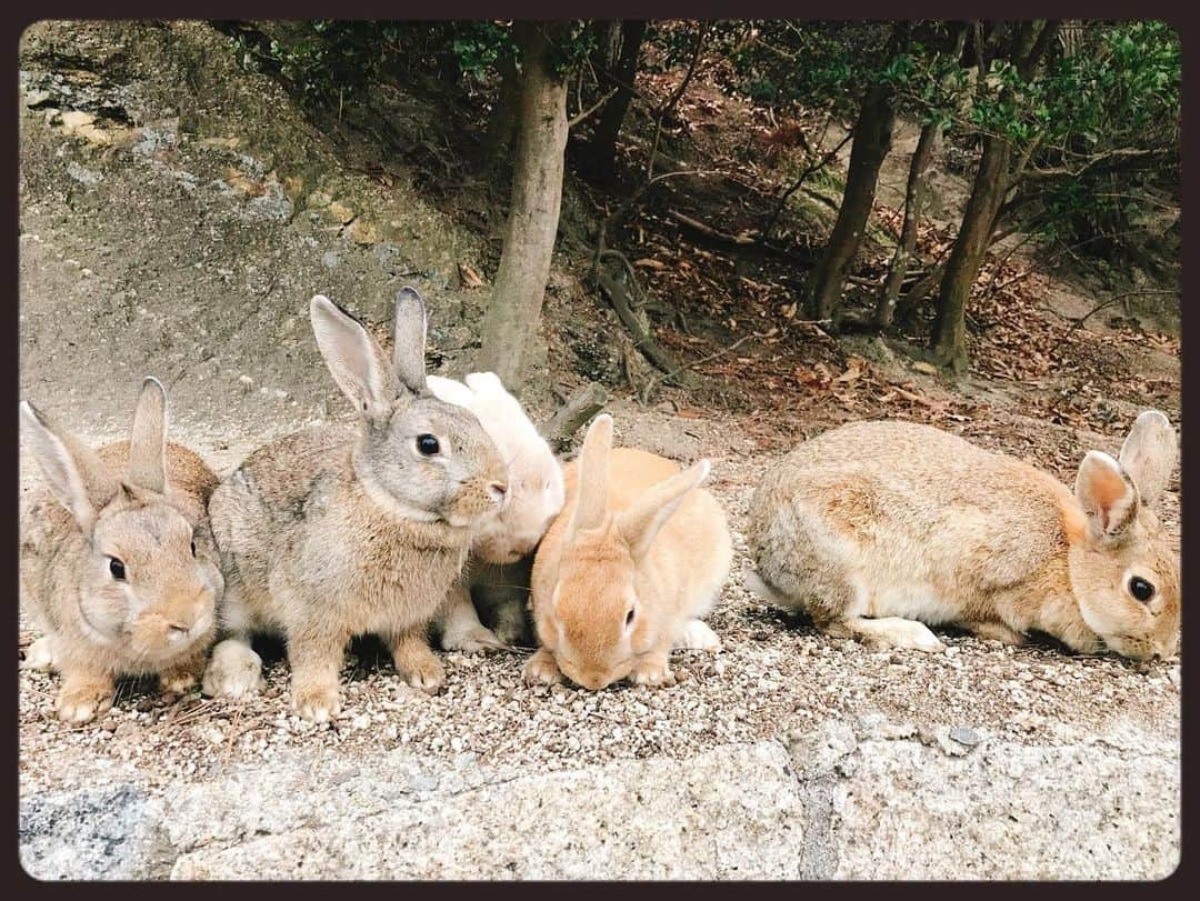 知華さんのインスタグラム写真 - (知華Instagram)「2020.01.23 親族へ会いに広島県へ。 そして大久野島へ。 ウサギ島、毒ガス島と呼ばれている孤島です。 フェリーから降りてウサギ達のお出迎え（本当に！！） 何処へ行ってもウサギ🐰兔🐇うさぎ🐰🐇🐰🐇🐰etc. （と、同時に糞だらけでもある が、全く気にならない） とにかく可愛いもふもふの天国。  ウサギたちは皆、 丸々と肥っていて 沢山の人に愛され可愛いがられてることも伝わり 口角が上がりっぱなしでした🤗 （ウサギと接するにあたり、いくつか注意はあります）  仕事帰りに向かって 帰りもそのまま仕事と、 弾丸でしたが 癒されて元気になりました。  #ウサギ #rabbit  #rabbitisland  #ウサギ島 #🐰 #🐇 #広島 #hiroshima  #japan  #animal #animalmovie  #もふもふ #もふもふ天国  #大久野島  #大久野島のうさぎさん  #ウサギ🐰 #うさぎ動画 #毒ガス島 #竹原市  ただ、毒ガス島と呼ばれてるだけあって 防空壕や毒ガスの資料館等もあり この世の惨さも痛感します。」1月23日 18時32分 - tomoca1204