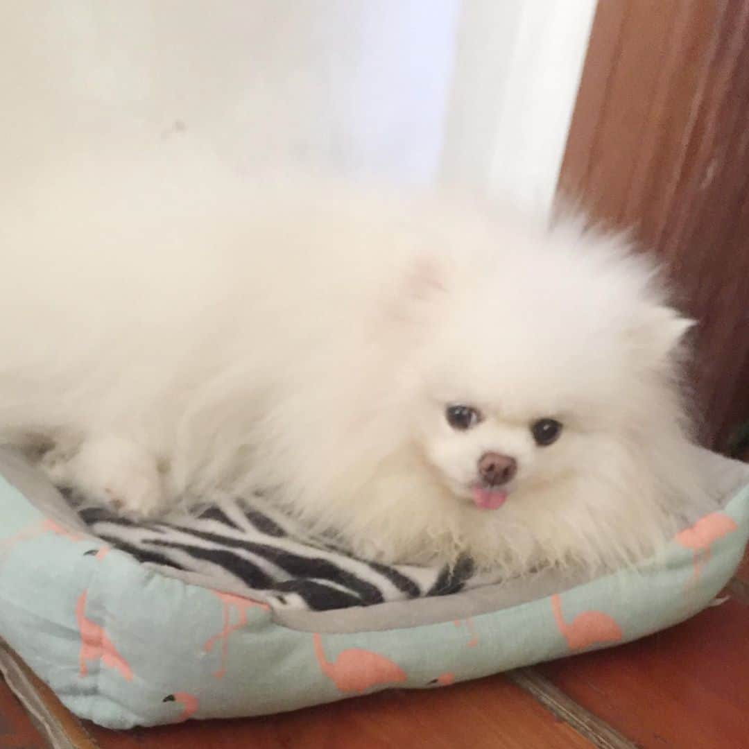 のインスタグラム：「Hello?New bed...who this?😂🐶❤️ #instagood #instamood #pets #petstagram #puppies #dogoftheday #dailypomeranian #pom #dogoftheday #weeklyfluff」