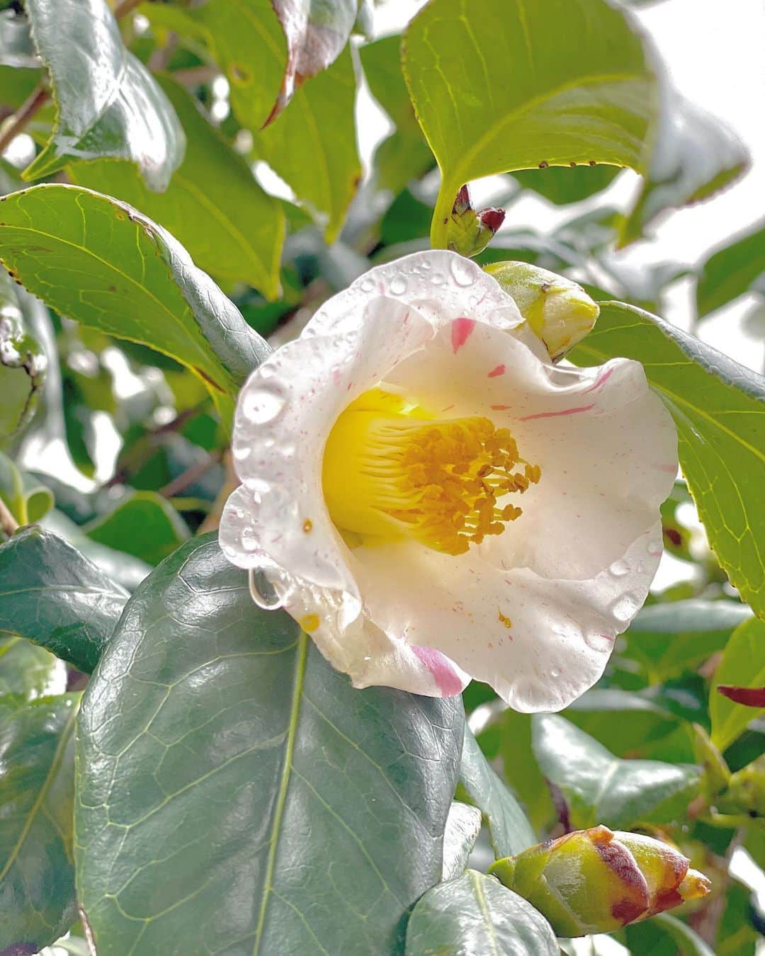 祥吉のグルメインスタ
