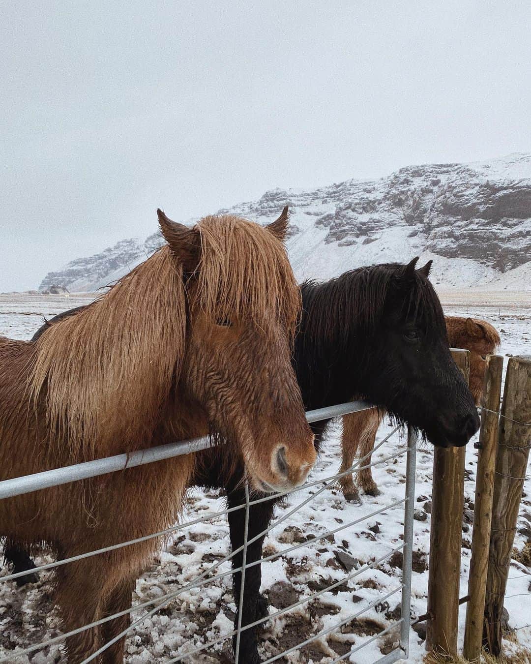 Marianna Hewittのインスタグラム：「icelandic horses are so cute 🥰」