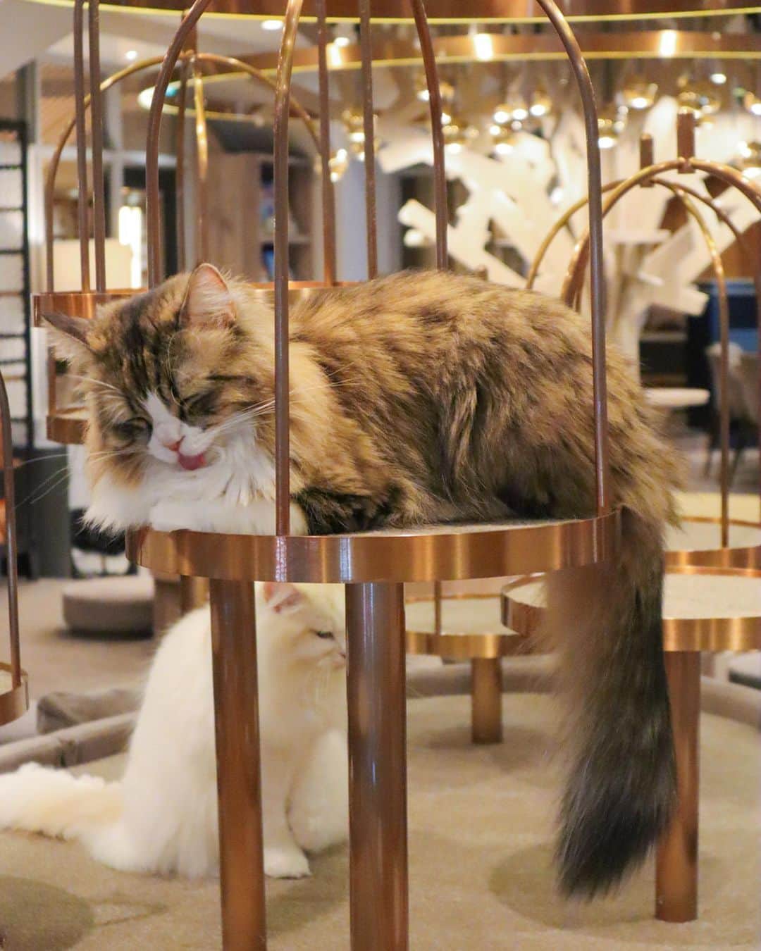 中島絢乃さんのインスタグラム写真 - (中島絢乃Instagram)「🐈🌳❤️﻿ ﻿ ﻿ 猫まみれ🐈🐈🐈﻿ at #猫カフェモカ(@catcafemocha )🏡﻿ ﻿ もふもふの大群🥺💕💕🐈🐈🐈﻿ なんでこんなに癒されるんだろうね🥺💕🐈🐈﻿ ﻿ ﻿ 渋谷公園通り店は初めて行ったのですが、﻿ すごく綺麗でラグジュアリーな空間でした！😳🏰🔱﻿ ﻿ ソファー席もたくさんあって、﻿ かなり広くて、映画が流れていたり、﻿ めちゃくちゃくつろげる感じ！😭❤️﻿ 今度はゆっくりいきたいな！！！！﻿ ﻿ ﻿ ﻿ ﻿ 久々の猫ちゃんに緊張していたら、﻿ モカのお姉さんが﻿ 猫ちゃんとの距離の縮め方を教えてくれて、﻿ 無事一緒に遊んだりおやつをあげたりできたよ😊❤️﻿ ﻿ 膝に肉球をぴとって乗せてくれるの﻿ たまらんね🥺🐾﻿ ﻿ ぴとっ。🐾﻿ ﻿ ﻿ ﻿ ﻿ あー🥺💕💕🐾﻿ 癒された🥺💕💕💕﻿ また絶対いく！！！﻿ ﻿ ❤︎❤︎❤︎❤︎❤︎❤︎❤︎❤︎❤︎❤︎❤︎❤︎❤︎❤︎﻿ #猫カフェmocha#猫カフェ#モカラウンジ渋谷公園通り店#pr」1月23日 19時53分 - nakajima_ayano