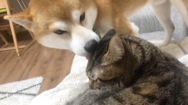 ゆうとろ（柴犬ゆうと猫のとろ）のインスタグラム