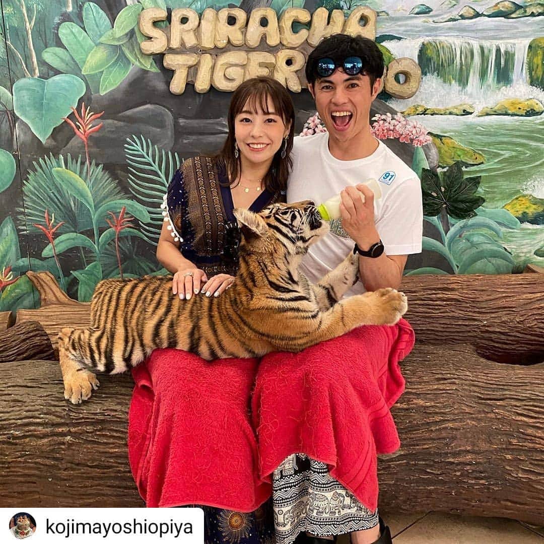 タイ国政府観光庁さんのインスタグラム写真 - (タイ国政府観光庁Instagram)「⠀ お笑い芸人の #小島よしお さんが、パタヤにあるアジア最大級のトラの動物園「シーラチャ・タイガー・ズー」を訪れてくれたそうです🐯💕⠀ ⠀ 生後6ヶ月の赤ちゃんトラとの3ショット、とても素敵ですね✨⠀ ⠀ 「シーラチャ・タイガー・ズー」では、トラを見るだけではなく、赤ちゃんのトラを抱き上げてミルクをあげたり、一緒に写真を撮ることもできます😮‼️⠀ ⠀ アトラクションもトラのショーをはじめ、ブタのレース、ワニと人間のレスリングなど個性的なショーが盛りだくさん👌🌸⠀ ⠀ #タイ #パタヤ #シラチャ #シーラチャタイガーズー #SrirachaTigerZoo #夫婦旅 #はじめてのタイ #こんなタイ知らなかった #もっと知りタイ⠀ ⠀ #Repost @kojimayoshiopiya⠀ • • • • •⠀ ‪タイへ旅行に行ってきました🇹🇭‬⠀ ‪詳細はまた順次書こうと思います！⠀ 生後6ヶ月の子虎ちゃんと🐯‬ #タイ⠀ #シラチャータイガーズー」1月23日 20時11分 - amazingthailandjp