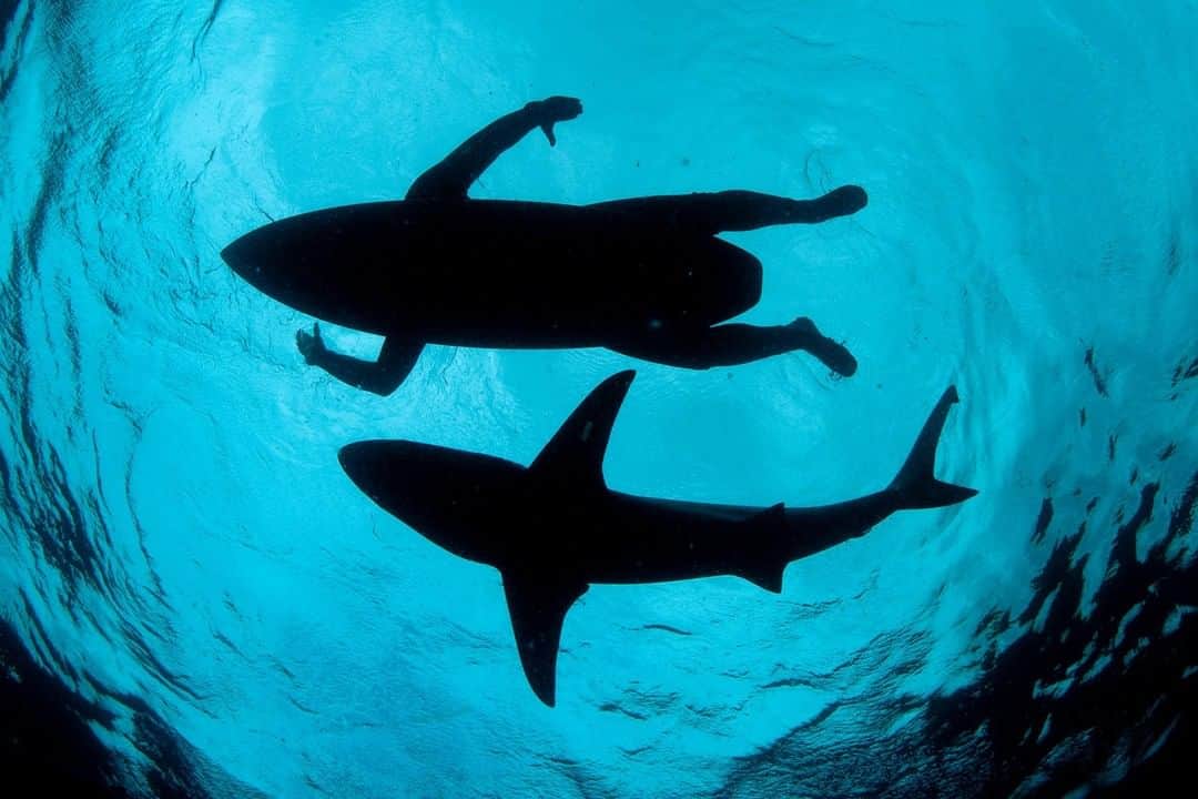 ナショナルジオグラフィックのインスタグラム
