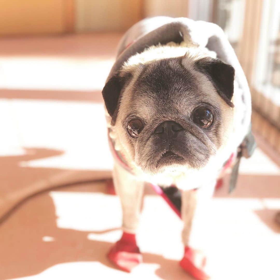 八兵衛のインスタグラム：「Hachibei 🐶 * * 先日、 ぐりちゃんと鍼灸に 行ったよ。 * * * ①先に診療終わった はちべえ。 ②診療中のぐりちゃんを 心配そうに見守るはちべえ、 と見せかけて 先生からクッキーの 配給がされているかを ガン見チェックのべえさん😂 * * *  #マコモクッキー #いくらでも食べたい #犬の鍼灸　#犬の鍼灸治療 #東洋医学  #ほぼ黒パグ #おじいちゃん犬 #pug #puggy #puglife #puglove #petstagram #pugstagram #pugsofinstagram #pugs #dog #ふわもこ部  @igersjp #IGersJP #east_dog_japan #pecoイヌ部 #八兵衛 #はちべえ #朝ワンコ夕ニャンコ」