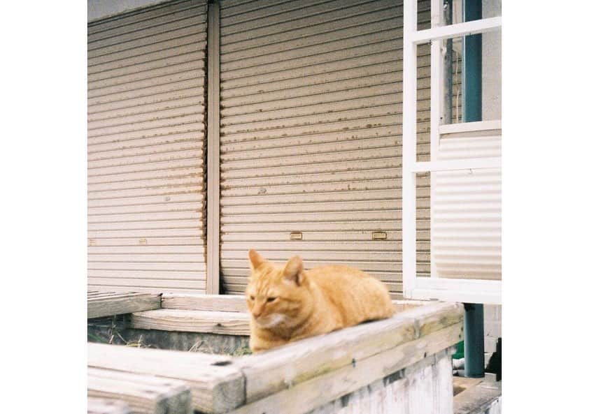大島涼花さんのインスタグラム写真 - (大島涼花Instagram)「おじいちゃんちに行った時に海の近くに たくさん猫ちゃんが居たので🐈 普段は犬派ですが、可愛すぎて悶えました、  寒い毎日ですが、皆さんも身体に気をつけてください~  #film #filmcamera  #🐈」1月23日 20時52分 - ryoka_oshima