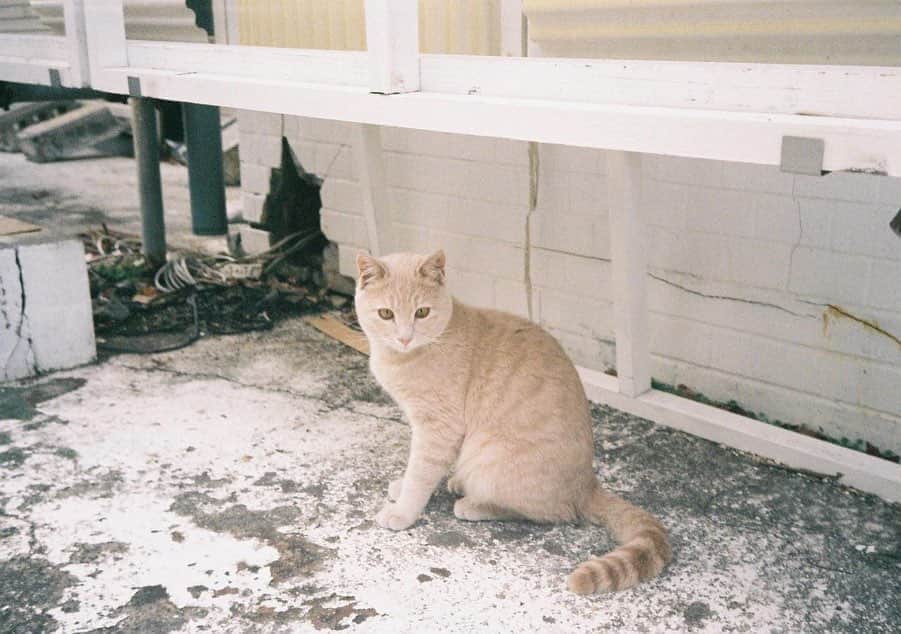 大島涼花のインスタグラム：「おじいちゃんちに行った時に海の近くに たくさん猫ちゃんが居たので🐈 普段は犬派ですが、可愛すぎて悶えました、  寒い毎日ですが、皆さんも身体に気をつけてください~  #film #filmcamera  #🐈」