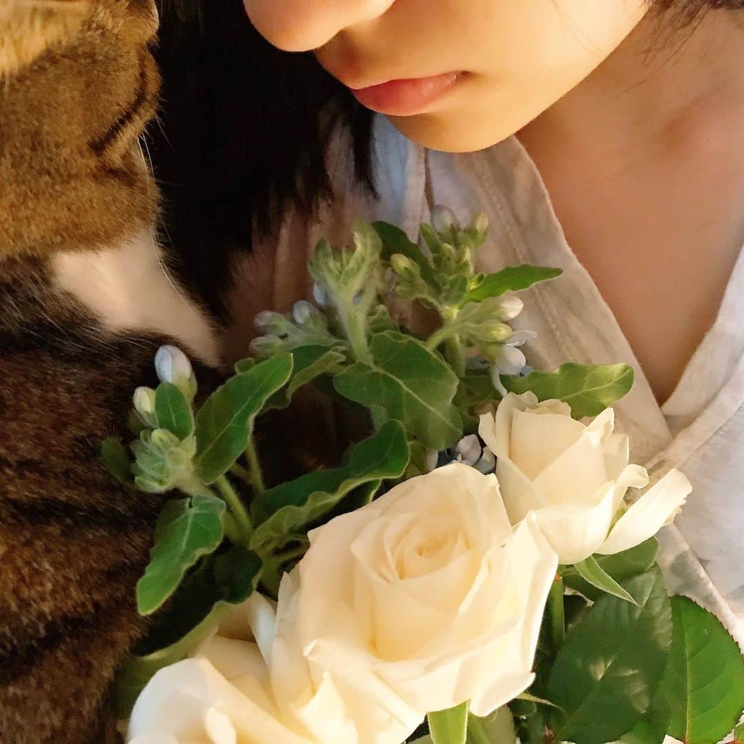 前野えまさんのインスタグラム写真 - (前野えまInstagram)「花と猫と私。  #花 #猫 #私  #花のある暮らし #猫のいる暮らし #お花好きな人と繋がりたい #猫好きさんと繋がりたい #白い花 #薔薇 #水色の花 #ブルースター #幸せな時間 #ねこすたぐらむ #前野えま  #flower #cat #catstagram #catlife #catlovers #cats_of_instagram #catstagram_japan #flowerstagram #white #rose #lightblue #bluestar #happylife  #tflers #idol #actor」1月23日 21時05分 - maeno_ema