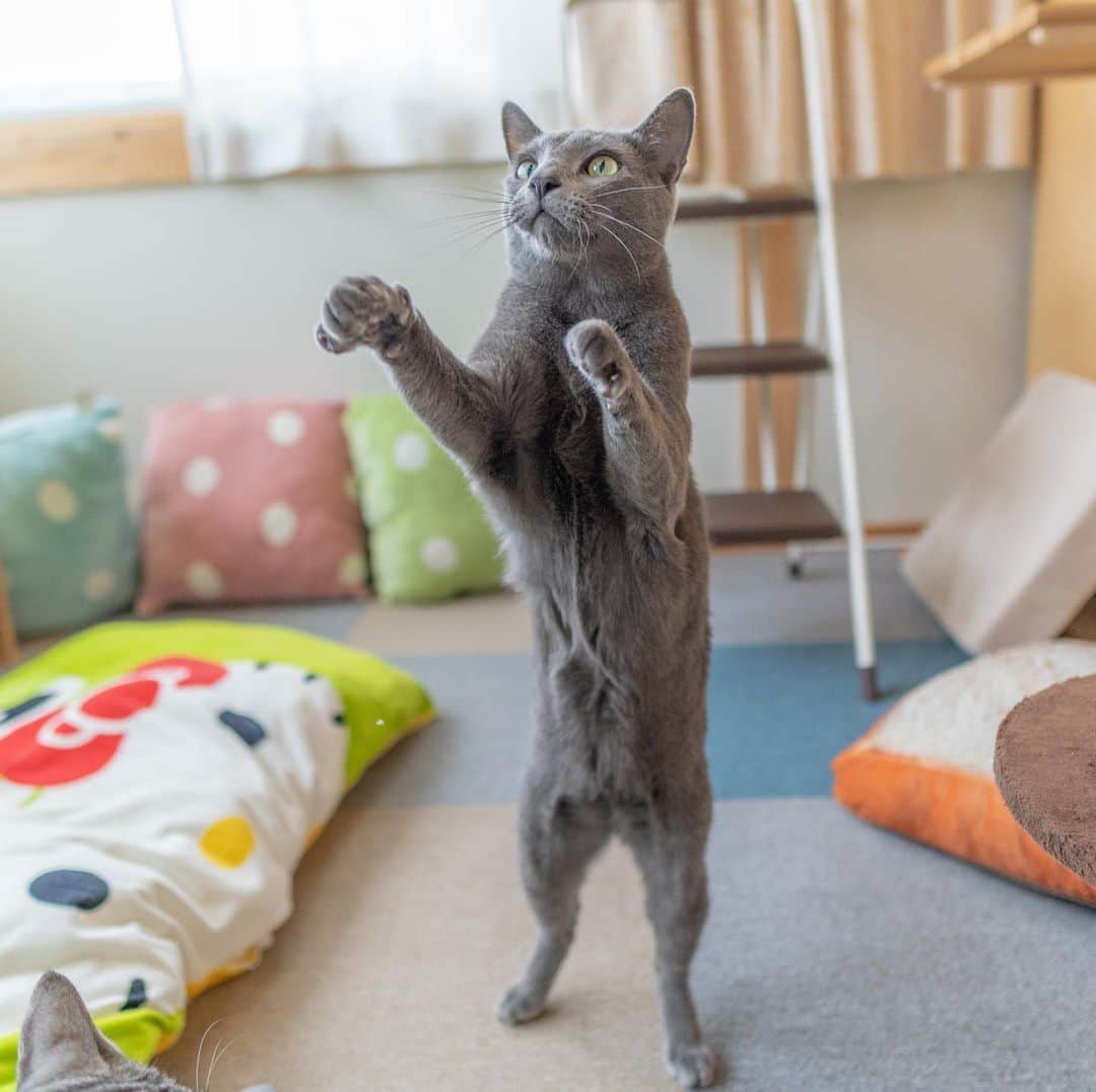 マアルのインスタグラム：「ふーさん #🐈 #北海道 #旭川 #ペットホテル #ロシアンブルー」