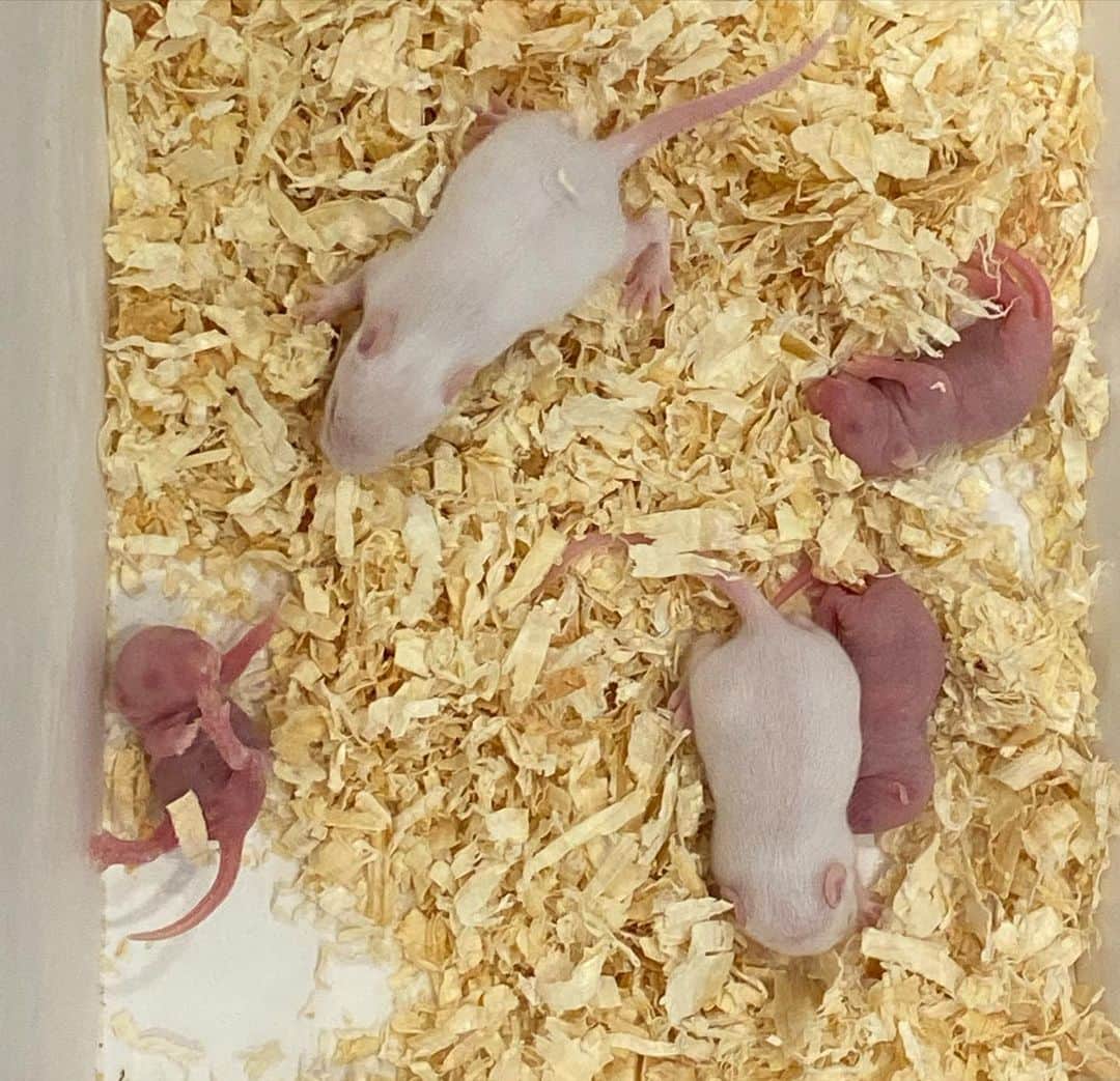 荒生暁子さんのインスタグラム写真 - (荒生暁子Instagram)「※閲覧注意 (爬虫類が苦手な方は見ないでください) 戸坂に出来た 爬虫類専門店へ。 珍しい生き物たちは 寒さに弱いらしく 店内は熱帯雨林のように熱気ムンムン。 まるで小さなジュラシックパーク  哺乳類好きとしては ショックだったのが ラットの赤ちゃんがエサだということ。 食物連鎖ですが…  #広島爬虫類#爬虫類専門店#広島ペットショップ」1月23日 21時27分 - akikoarao0904