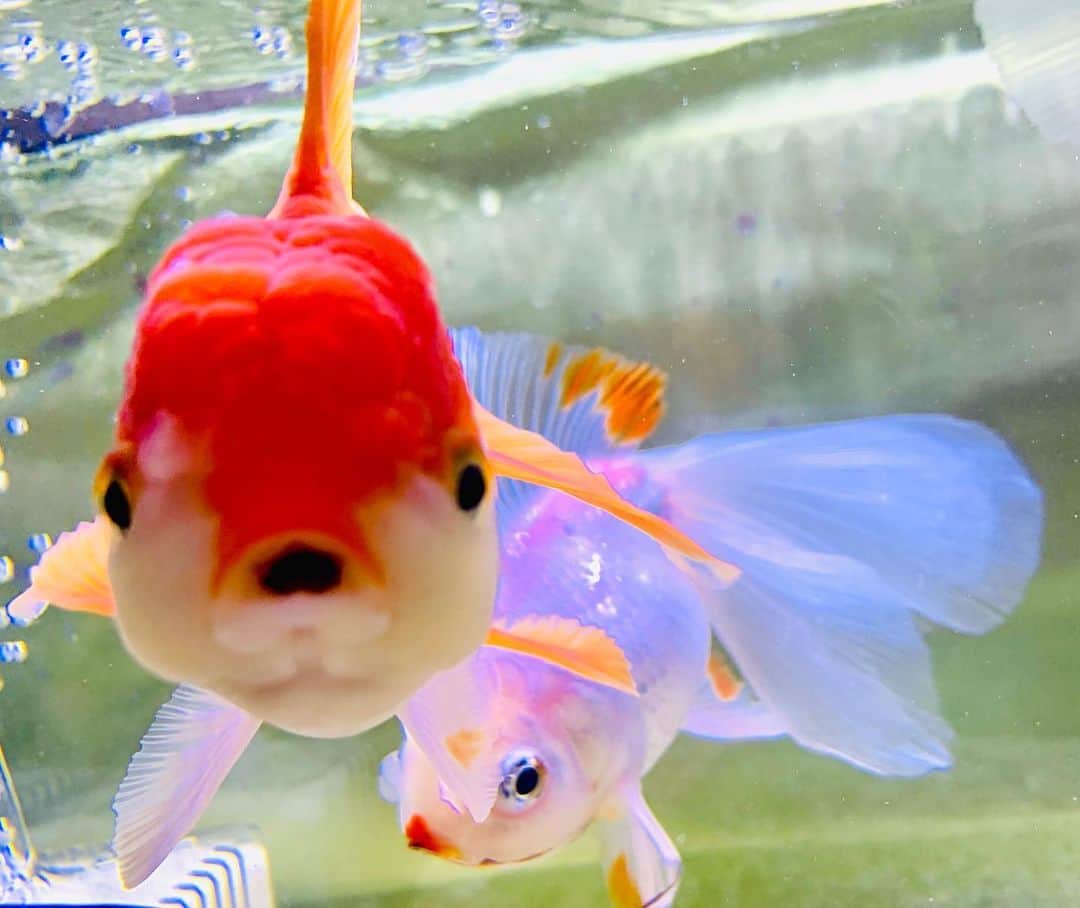 夏木マリさんのインスタグラム写真 - (夏木マリInstagram)「可愛い子に会いました..... #goldfish #natsukirock #夏木マリ @mari_natsuki  #goodnight」1月23日 21時35分 - mari_natsuki