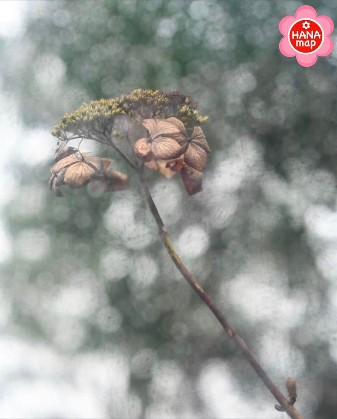 はなまっぷ❁日本の花風景さんのインスタグラム写真 - (はなまっぷ❁日本の花風景Instagram)「🌸美しく心を寄せ合い花まるを🌸﻿ *﻿ @y.nakano8404さんの﻿ 素敵なお花に花まるを💮﻿ *﻿ みなさんと、そしてお花たちとも﻿ 心を寄せ合いながら楽しむ﻿ 「#はなまっぷの楽しいお写んぽ教室」﻿ *﻿ 花まる気分な1日をありがとうございました😊🌸﻿ *﻿ photo select by ﻿ 💠北川力三 先生 @rikizo_kitagawa💠﻿ *﻿ 🌸•••🌸•••🌸•••🌸•••🌸•••🌸﻿ *﻿ #はなまっぷ *」1月23日 21時49分 - hanamap