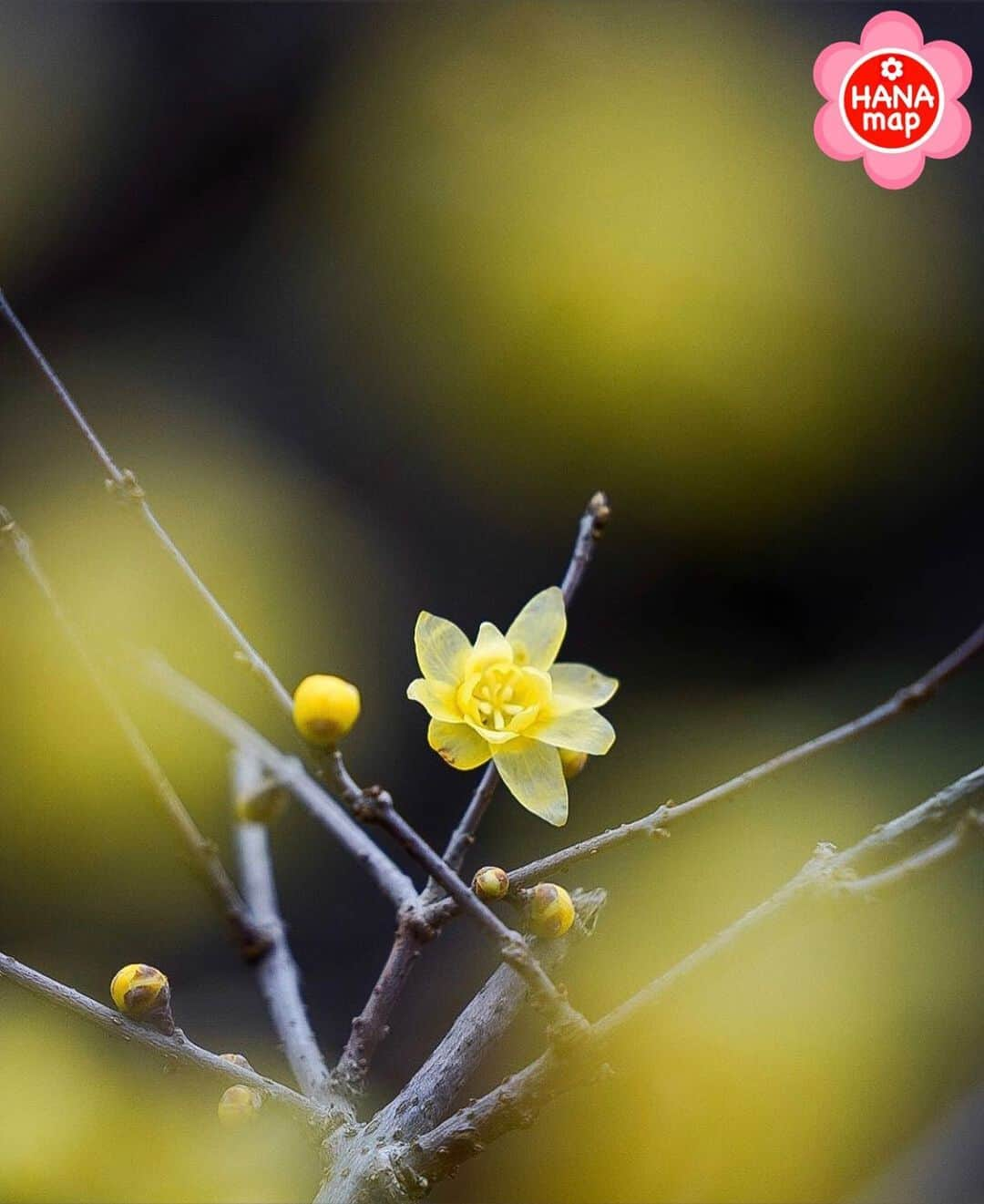 はなまっぷ❁日本の花風景のインスタグラム