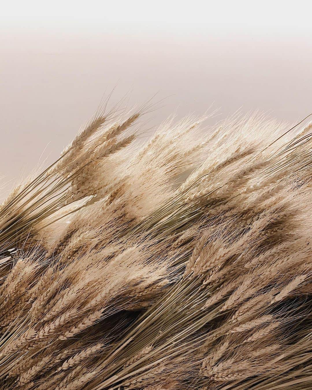 田井中将希のグルメインスタ