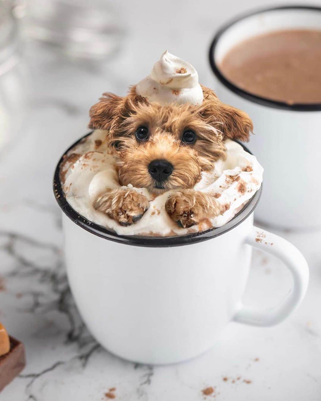 Animalsのインスタグラム：「Anyone want a puppuccino?! 🐶 - By @grahamthecavapoo & @puppy.pies  #newyork #newyear . . . . #cute #love #goals #perfect #stylish #inspiration #amazing #fashionpost #beautiful #girl #beach #streetstyle #bestoftheday #fashioninsta #fashionblog #photooftheday #style #flowers #babies #fashionable #gorgeous #balcony #baby #fashion #dress #babe #insta_animall」