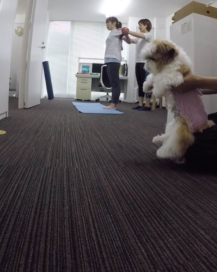 水嶋はちのインスタグラム：「I need to work out.🐶🏃🏋️ join me? * * フォロワーさんリクエストシリーズ！ 3年前のトレーニングムービーがまた見たいとリクエストをいただきました🐶 ボク、トレーニングウェアはかわいい系です。 どんなトレーニングでもレオタード姿です。。 * *  #はち #HACHI #シーズー大好き部 #リクエストシリーズ #レオタード姿 #自宅トレーニング」
