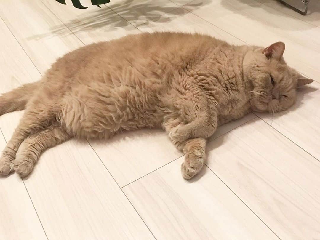 濱中鮎子のインスタグラム：「お嬢が寝た後は甘えん坊ーイ😽  #cat #ネコ #小心者の親分 #チャイ坊 #チャイ #chai #britishshorthair #ブリティッシュショートヘア #クラッシュフェイス #ぶチャイく #愛の交歓」
