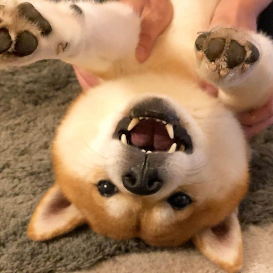 せんべえさんのインスタグラム写真 - (せんべえInstagram)「肉球ビーム！ #せんべえ #柴犬 #shibainu  #まるい #すごいまるい #前足びよ #逆さにすると面白い  #スライドしたら試しに耳隠してみて #本当にまるいから」1月23日 22時49分 - akiresh