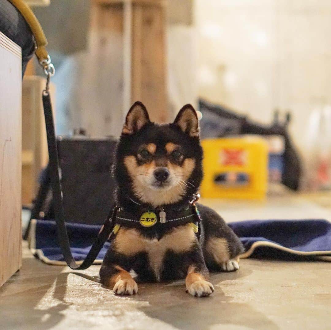 黒豆柴こむぎのグルメインスタ