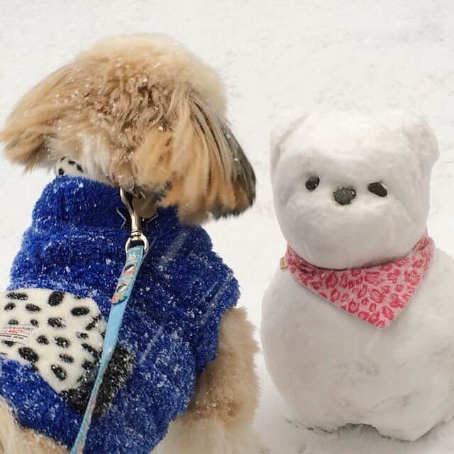 りんくさんのインスタグラム写真 - (りんくInstagram)「My first snow day! ⛄️🐶🐾 #tbt #throwbackthursday * * * * * 2016年、初めての雪遊びの写真でーす😊❄️ #パピーりんく #シーズーだるま」1月23日 23時32分 - link.jpn