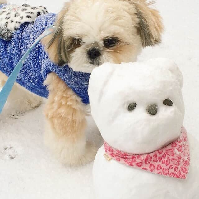 りんくさんのインスタグラム写真 - (りんくInstagram)「My first snow day! ⛄️🐶🐾 #tbt #throwbackthursday * * * * * 2016年、初めての雪遊びの写真でーす😊❄️ #パピーりんく #シーズーだるま」1月23日 23時32分 - link.jpn