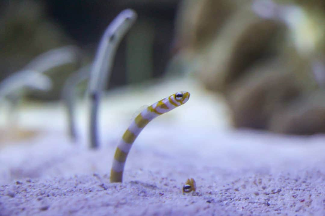 斧口智彦のインスタグラム：「水族館のちんあなご。  #写真好きな人と繋がりたい  #水族館 #魚 #Aquarium」